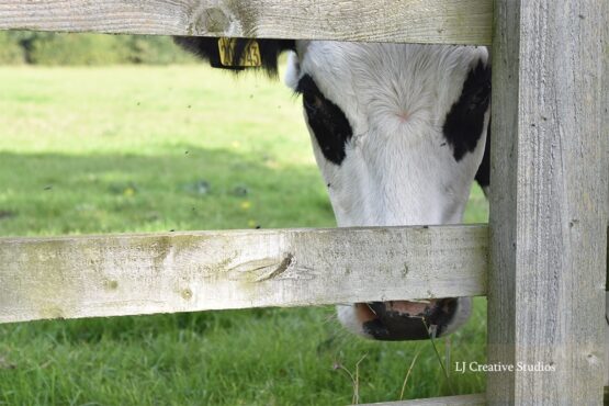 Chloe the cow photography print