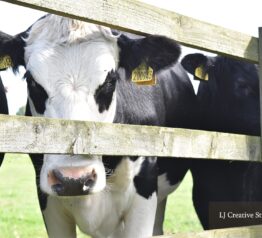 Patch the cow photography print