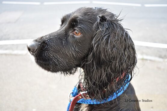 Daisy the dog photography print