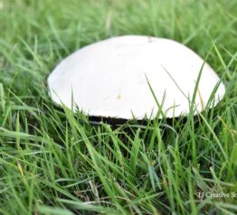Mushroom photography print