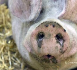George the pig photography print