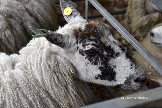 Sheep photography print