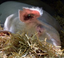 Sleeping pig photography print