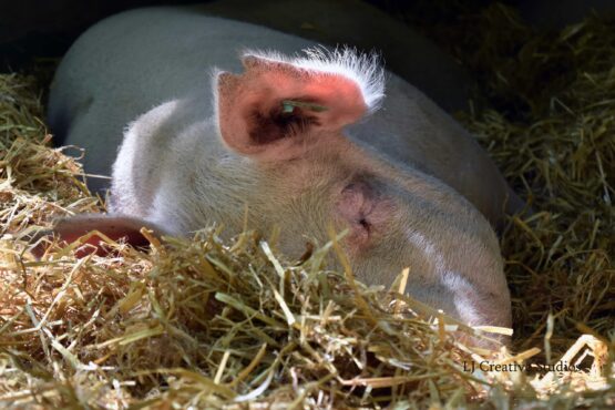 Sleeping pig photography print