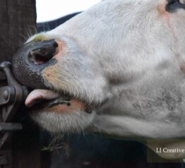 Cow licking photography print