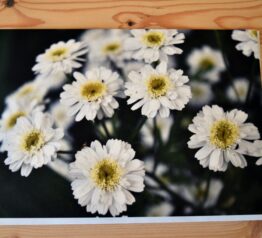 Daisies photograph blank greeting card