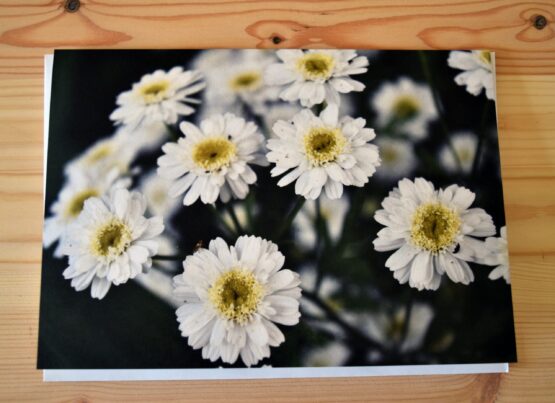 Daisies photograph blank greeting card