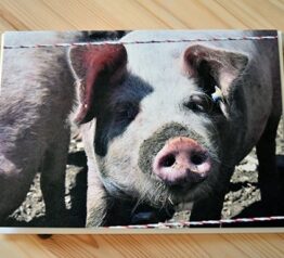 Piglet photograph blank greeting card