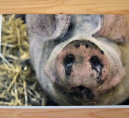 Pig photograph blank greeting card