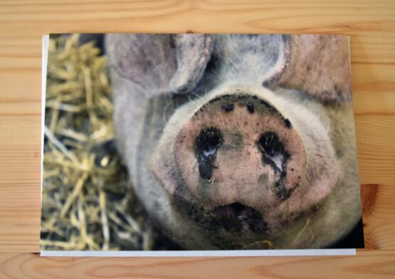 Pig photograph blank greeting card