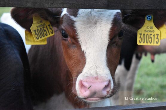 'Springer' calf photography print