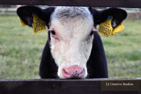 Young calf photography print